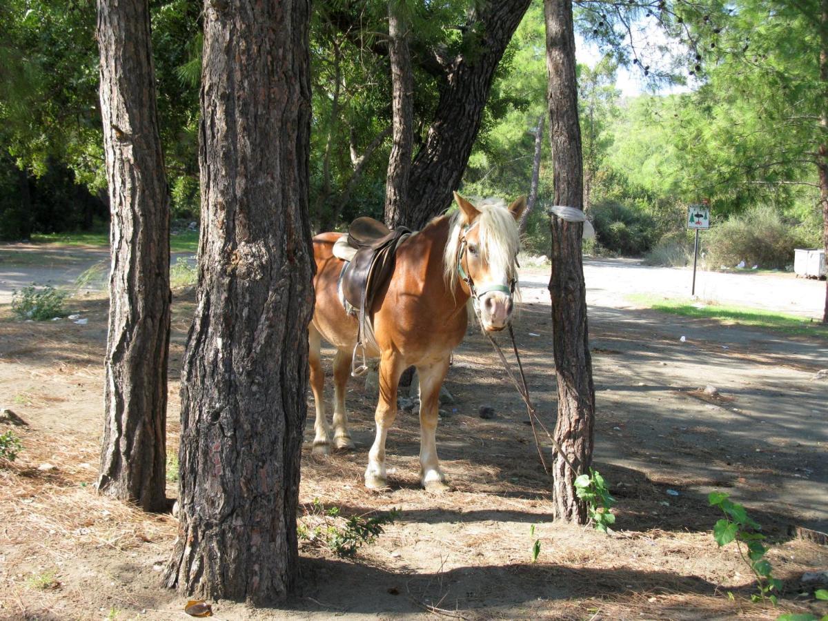 Oranj Ranch Hotel Kemer Esterno foto